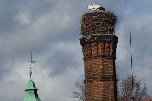 Foto: Hnízdo v Mirošově přivítalo první dva čápy