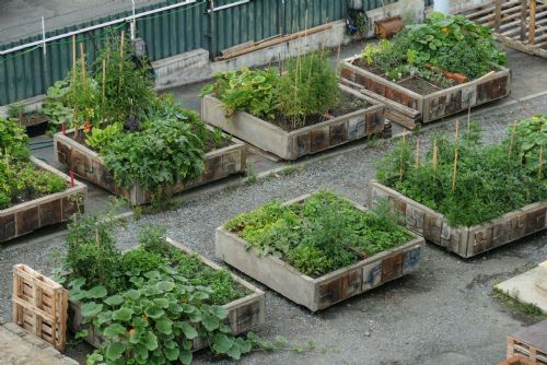 Foto: I letos si v plzeňském Depu můžete vypěstovat vlastní zeleninu 