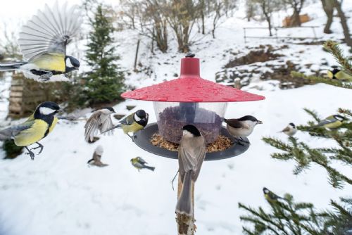 Foto: I Západočeši mohou sčítat ptáky na krmítku. Pohodlně a bezpečně z domova