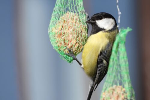 Foto: I Západočeši mohou sčítat ptáky na krmítkách