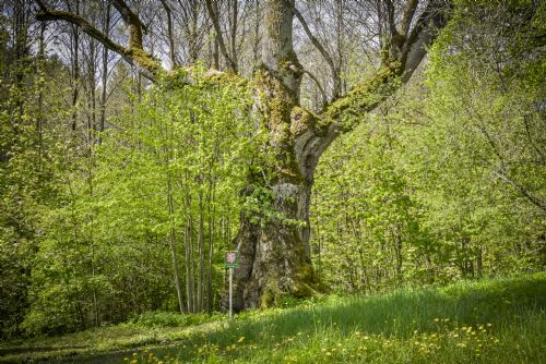 Foto: Kdo zvítězí v anketě Strom roku 2017? Hlasujte a podpořte stromy z Tachovska