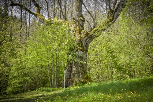 Foto: Kdo zvítězí v anketě Strom roku 2017? Hlasujte a podpořte stromy z Tachovska