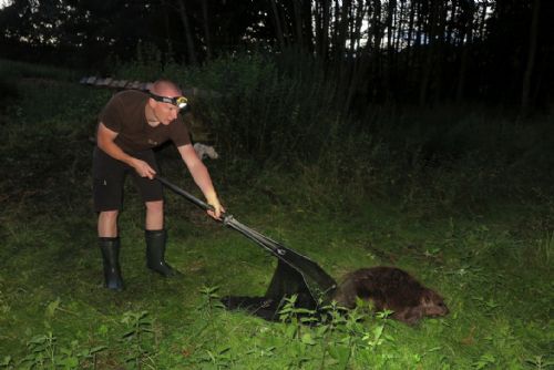Foto: Kluci z Líšťan zachránili bobra uvězněného ve sklepě