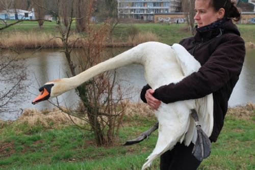 Foto: Konec labutího trénování vodáků. Ekologové ptačí pár přesunuli na Kokotský rybník