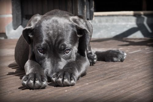 Foto: Kraj vyhlásil zakázku na veterinární pohotovost