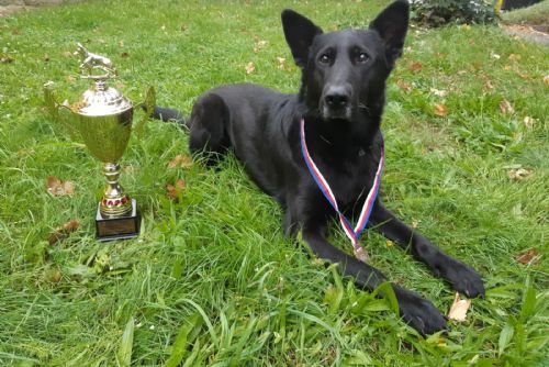 Foto: Krajští psovodi se svými svěřenci uspěli na republikovém mistrovství
