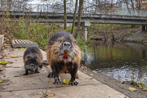 Foto: Krmením nutrií škodíte ostatním zvířatům i přírodě, upozorňuje Plzeň 