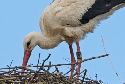 Foto: Kryštofa čeká první mládě každým dnem