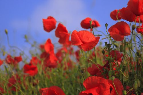 Foto: Červené květy pomohou válečným veteránům. Symbolicky i v centru Plzně