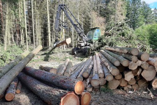 Foto: Kůrovce na Šumavě ubývá - těžby se snížily skoro o polovinu