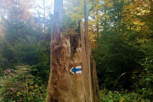 Foto: Kůrovec v lesích Plzeňska likviduje se stromy i turistické značky