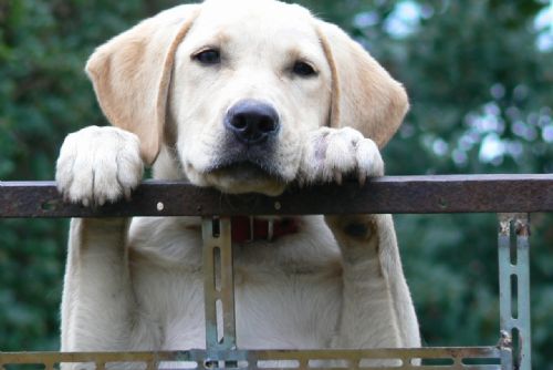 Foto: Labradoři vyhození v lese na Tachovsku mají nové domovy