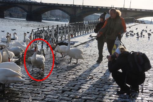 Foto: Labuť z rybníka u Chudenína přesídlila na náplavku do Prahy