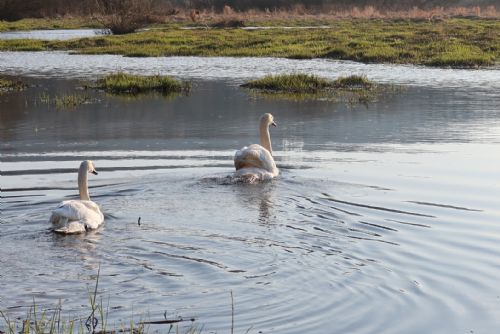 Foto: Labuťáka Trenéra s partnerkou zvířecí záchranáři přestěhovali z Radbuzy