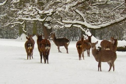 Foto: Lesy u Líšťan na Plzeňsku drancují stáda jelena siky