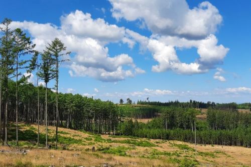 Foto: Lesy v Brdech se mění ve smíšené