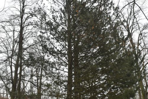 Foto: Lochotínský park čeká třetí etapa revitalizace