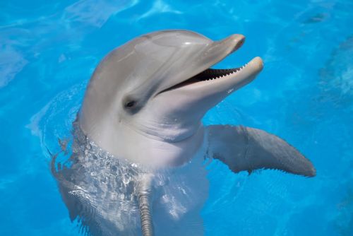 Foto: Marketér roku 2018 - porota soutěže Mladý delfín
