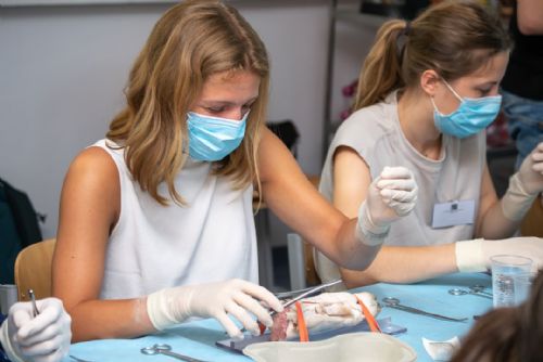 Foto: Medici se při letní škole experimentální chirurgie učí operovat na prasatech