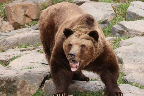 obrázek:Medvědi v plzeňské zoo už jsou vzhůru