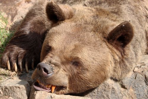 Foto: Medvědi v plzeňské zoo už jsou vzhůru, zhubli 50 kilo