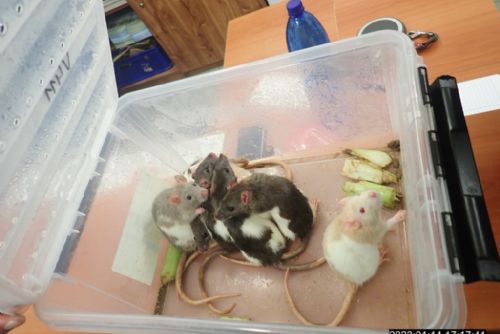 Foto: Mezi popelnice ve Skvrňanech někdo odložil kyblík s živými potkany