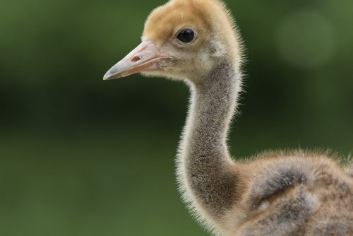 Foto: Mládě vzácného jeřába od Rozvadova skončilo v Zoo Ohrada