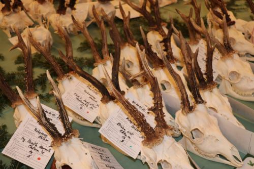 Foto: Myslivci z Rokycanska představí trofeje