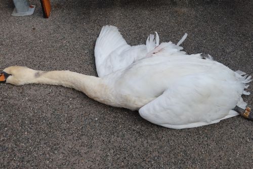 Foto: Na D5 u Rokycan uhynula labutí vdova po samci, co se postavil vlaku u Trhanova