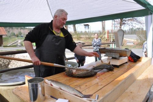 Foto: Na Košináři ve středu a čtvrtek prodají velikonoční ryby