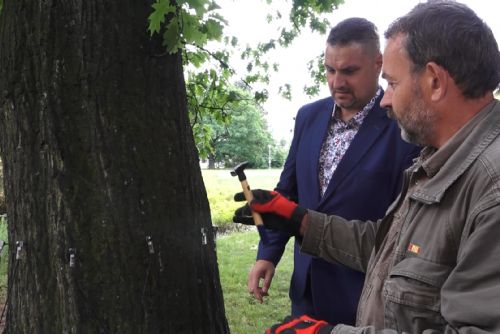 Foto: Na náměstí Míru kontrolovali stromy tomografem