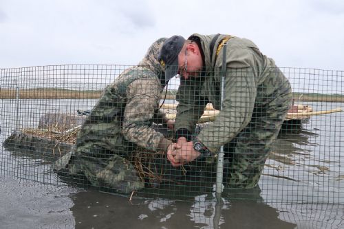 Foto: Na racky čekají na Novém rybníce lepší hnízdní ostrůvky