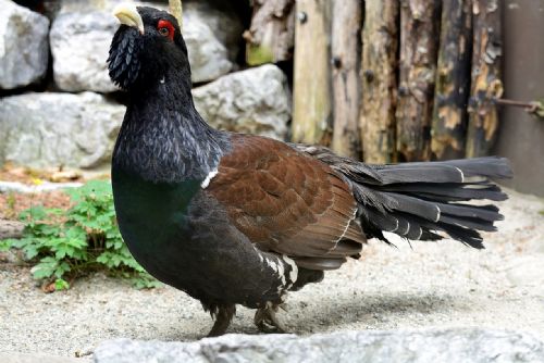 Foto: Na Šumavě a v Bavorském lese stoupá počet chráněných tetřevů