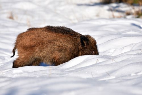 Foto: Na Šumavě se pohybují sledovaní divočáci se žlutým obojkem