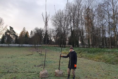 Foto: Na třech plzeňských hřbitovech byly vysázeny nové stromy