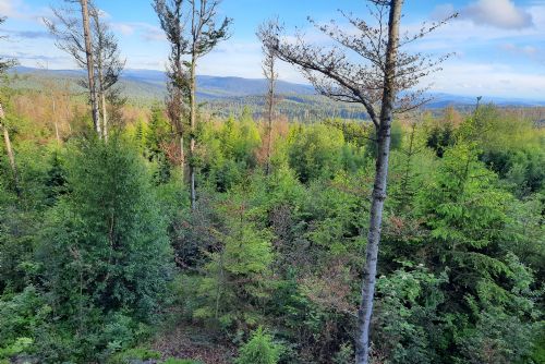 Foto: Národní park Bavorský les se zvětšuje, roste i plocha bez zásahů