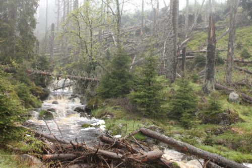 Foto: Turisté nocují na divoko na Šumavě i v Bavorském lese. Riskují pokuty