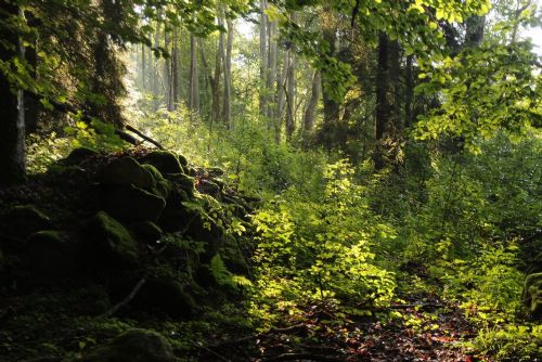 Foto: Národní parky Šumava a Bavorský les vydávají svůj zlatý poklad – jedinečné informace