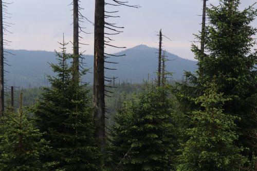 Obrázek - Národní parky Šumava a Bavorský les vydávají svůj zlatý poklad – jedinečné informace