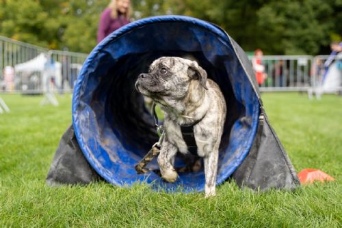 Foto: Psí den. Borský park patří v sobotu čtyřnohým mazlíčkům  