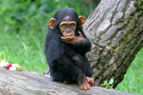Foto: Novoročnímu pokladu z roku 2020 - šimpanzici Caile - jsou 2 roky