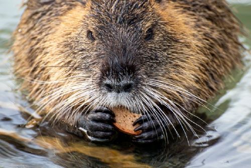 Foto: Nutrie obtěžují obyvatele Tachova