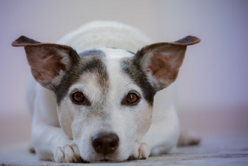 Foto: Psí útulky v kraji hlásí zájem o adopce