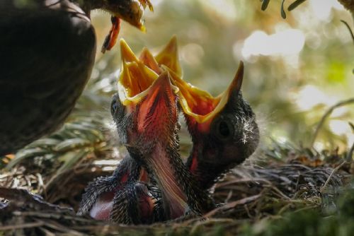 Foto: Obyvatelé Třemošné u Plzně se bouří proti kácení stromů