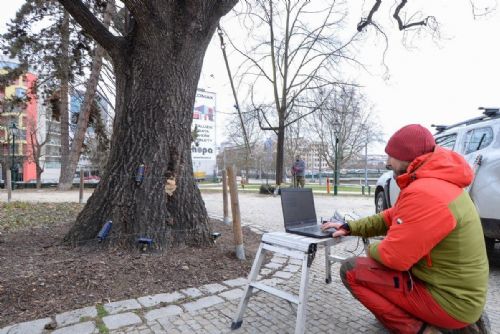 Foto: Odborníci zjišťují stav dubu před Západočeským muzeem, město o něj nechce přijít 