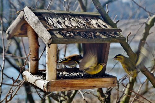 Foto: Ornitologové nabádají i lidi z kraje: Připravte ptačí krmítka