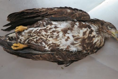 Foto: Pitva orlů prokázala původ otrávené návnady