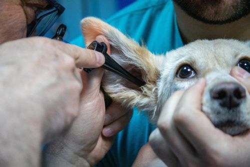 Foto: Plzeň a kraj chtějí obnovit veterinární pohotovost