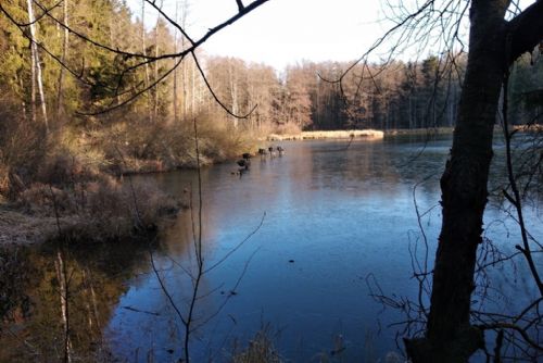 Foto: Odhozené roušky i lahve. Plzeň nabádá návštěvníky lesů k ohleduplnosti 