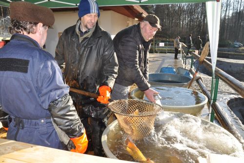 Foto: Plzeň nabídne na sádkách velikonoční ryby. Chce oživit tradici